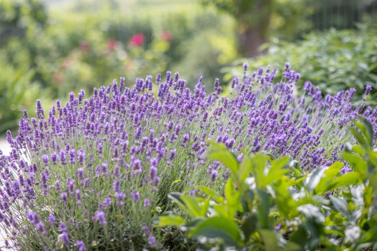 Agriturismo Tre Stelle 바르바레스코 외부 사진