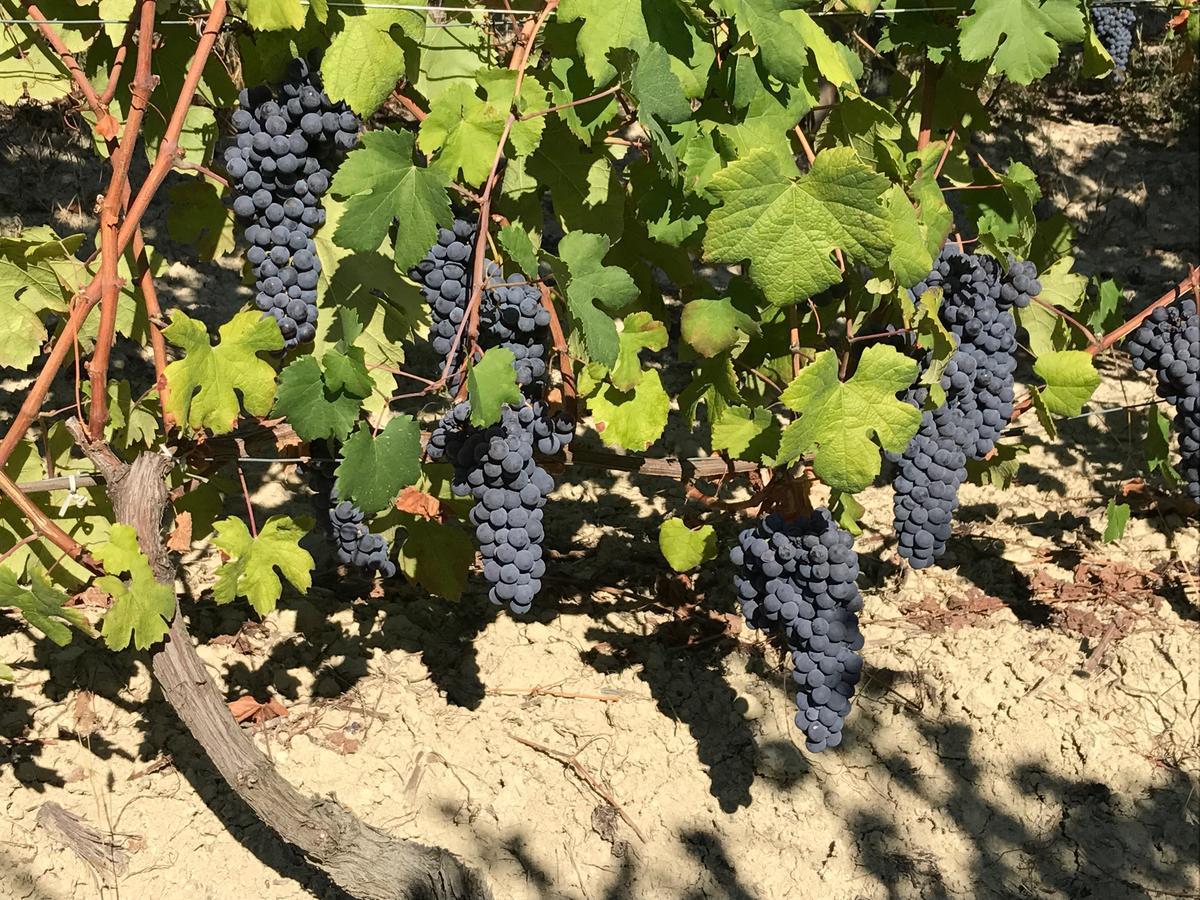 Agriturismo Tre Stelle 바르바레스코 외부 사진